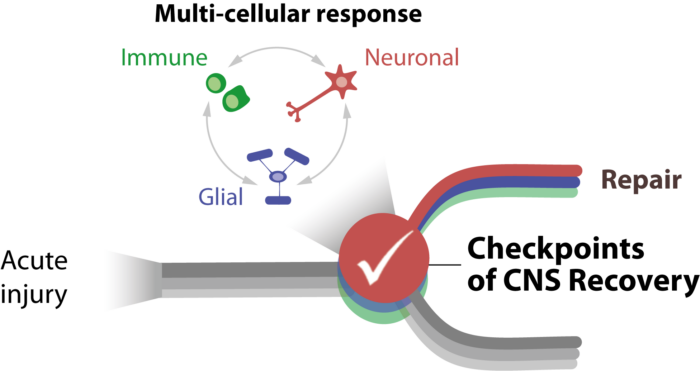 Multi-cellular response