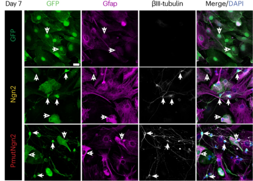 neuronal reprogramming