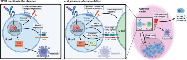 Fig. 9: Proposed mechanisms by which TFEB governs B-lymphoid fate decisions.