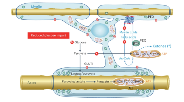 Oligodendroglial glucose starvation leads to a gradual myelin loss.