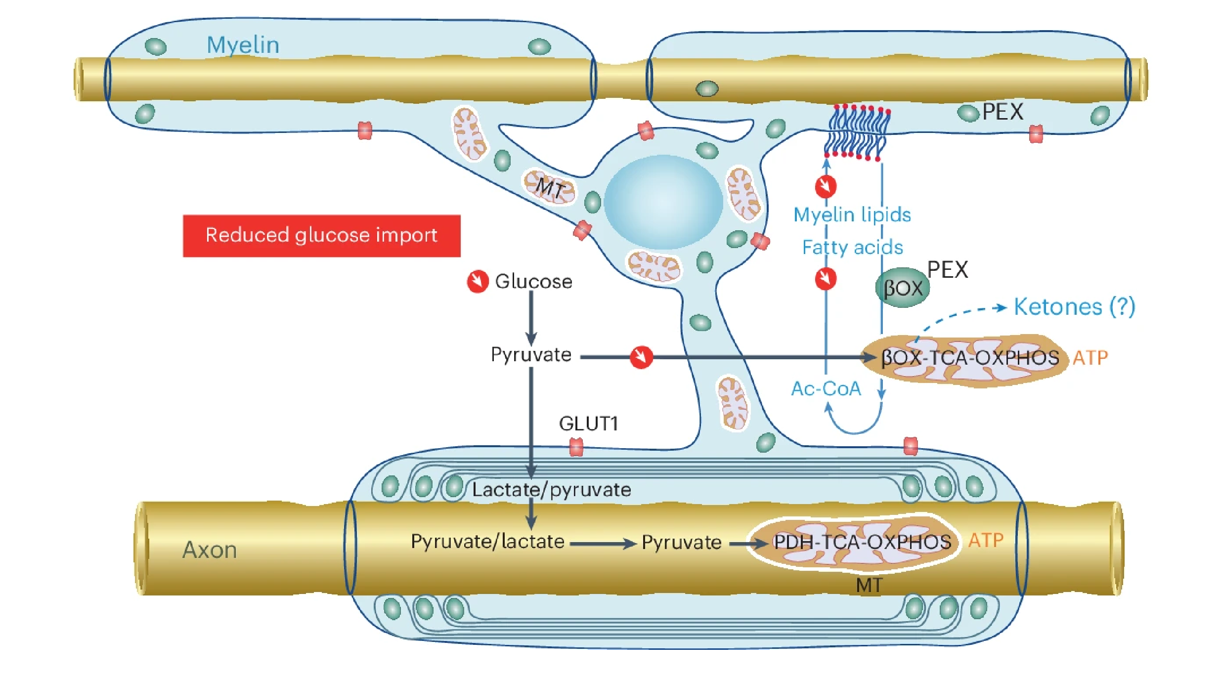 Oligodendroglial glucose starvation leads to a gradual myelin loss.